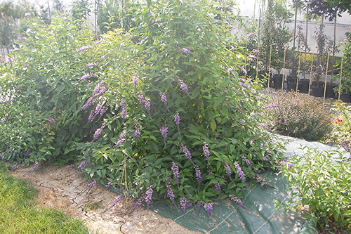 arbuste Marmande (47)